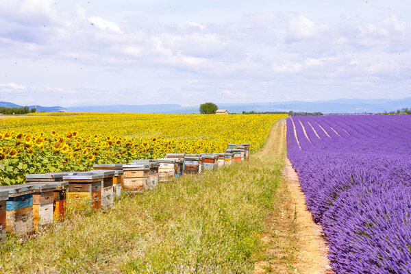 Bee hives on lavender fields, near Valensole, Provence. 