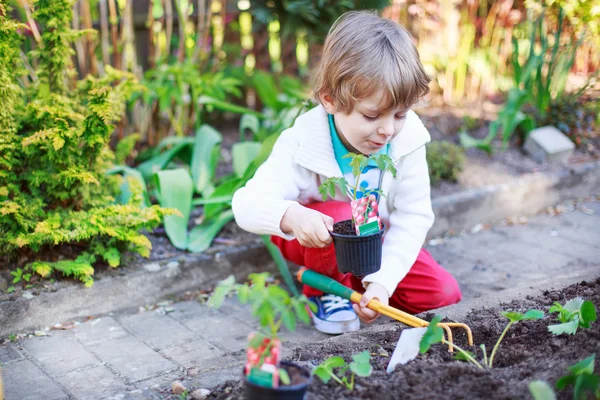 Bedårande blond pojke plantera frön och plantor av tomater — Stockfoto