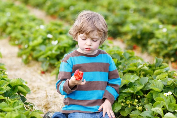 Rolig liten unge plocka och äta jordgubbar på berry farm — Stockfoto