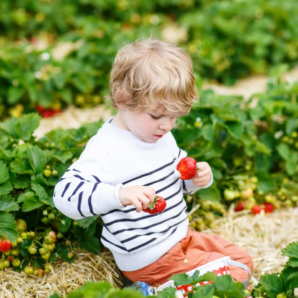 Funny little kid picking and eating strawberries on berry farm — Stock Photo, Image