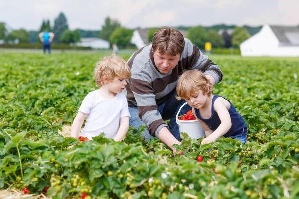 Vader en twee kleine jongens op biologische aardbei boerderij — Stockfoto