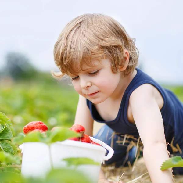 Funny little kid picking and eating strawberries on berry farm — Stock Photo, Image