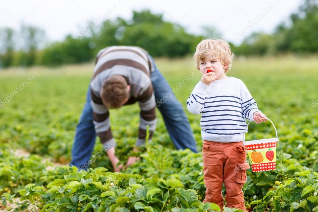 Father and little son on organic strawberry farm — Stock Photo