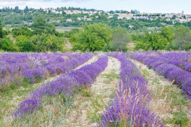 Lavanta alanları yakınında valensole Provence, Fransa.