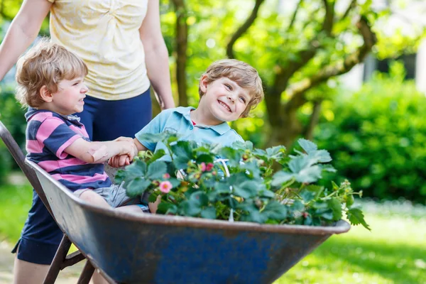 Two little boys having fun in a wheelbarrow pushing by mother — Stock Photo, Image