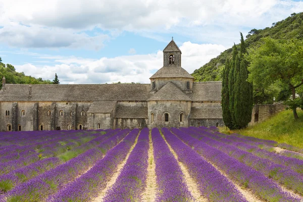 Abbey of Senanque and blooming rows lavender flowers — Stock Photo, Image