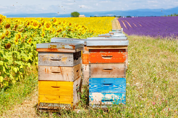 Пчелиные ульи на лавандовых полях, рядом с Валенсолью, Прованс
. 