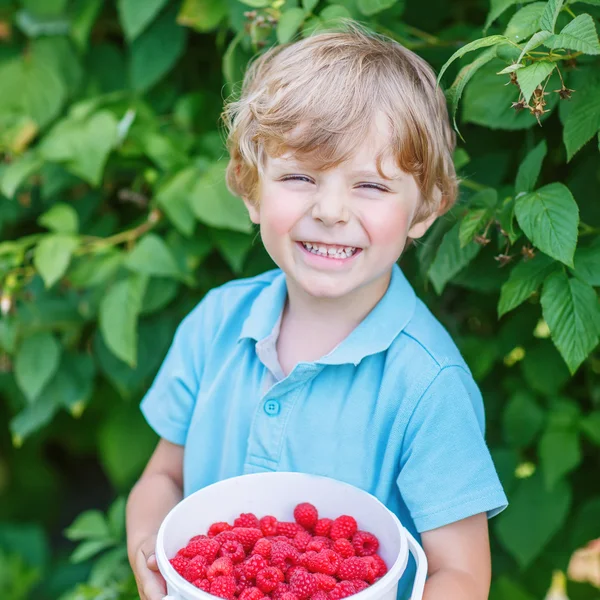 Niño rubio divirtiéndose con la recolección de bayas en la granja de frambuesas — Foto de Stock