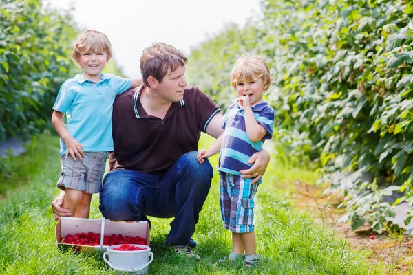 Padre y dos niños pequeños en granja de frambuesa orgánica — Foto de Stock