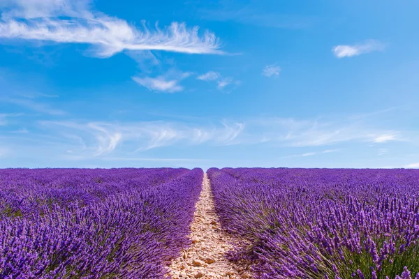 Bloeiende lavendel velden in de buurt van Valensole in Provence, Frankrijk. Rechtenvrije Stockfoto's