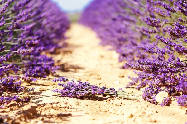 Bloeiende lavendel velden in de buurt van Valensole in Provence, Frankrijk. Stockfoto