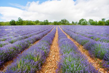 Lavanta alanları yakınında valensole Provence, Fransa.