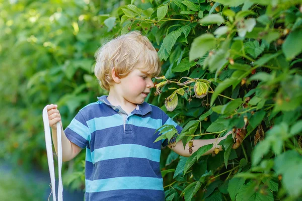 Cute toddler boy having fun with picking berries on raspberry fa — Stock Photo, Image