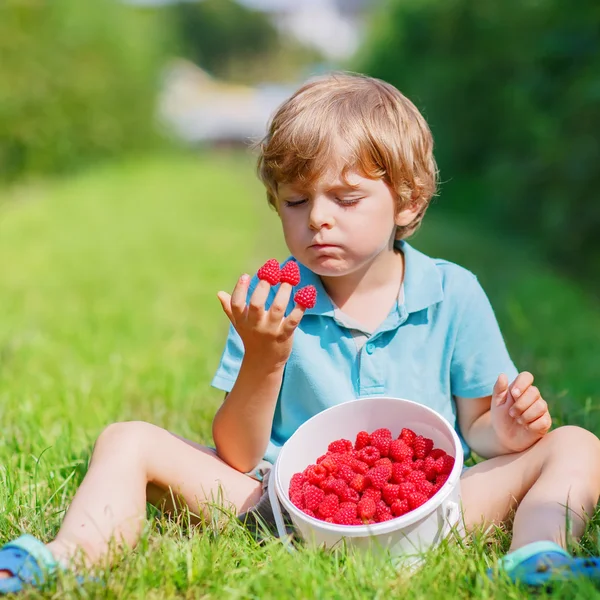 Kleiner blonder Junge freut sich über seine Ernte auf Himbeerfarm — Stockfoto