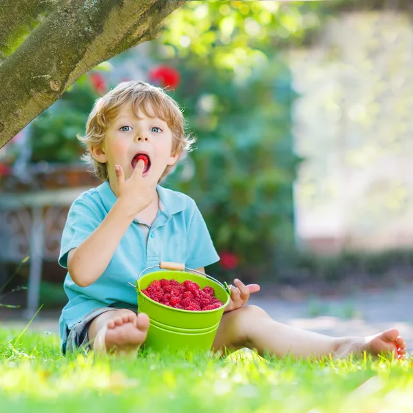 Очаровательный маленький дошкольник ест малину в домашнем саду. — стоковое фото