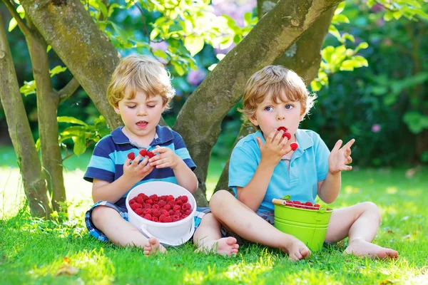 2 つの兄弟の男の子の家の庭でラズベリーを食べて. — ストック写真