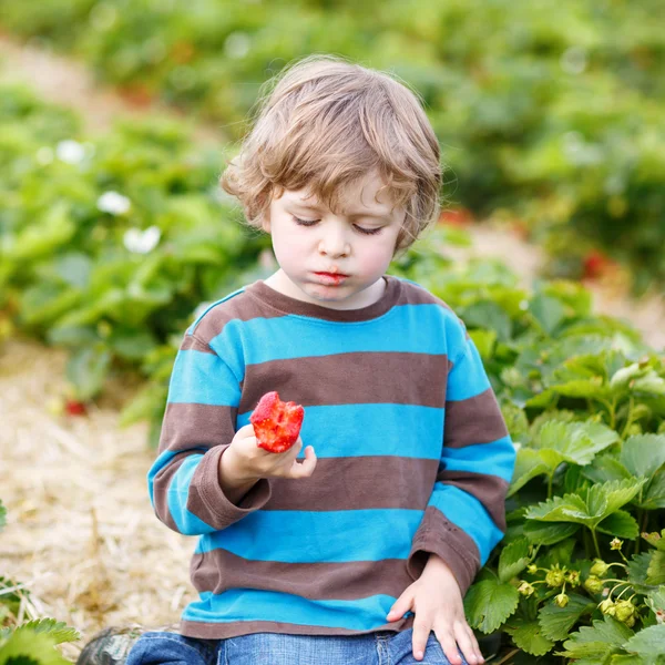 Funny little kid picking and eating strawberries on berry farm — Stock Photo, Image