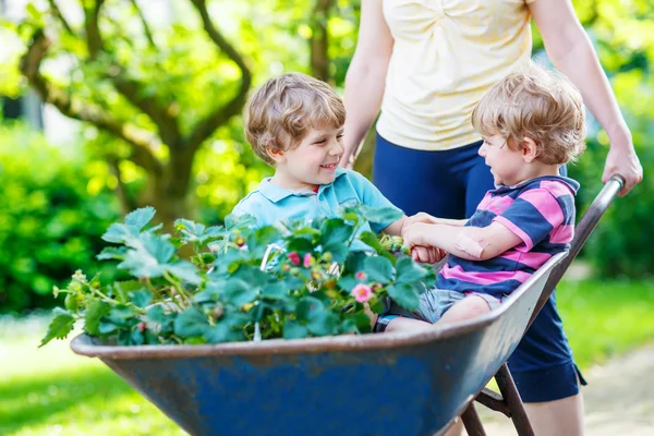 Two little boys having fun in a wheelbarrow pushing by mother — Stock Photo, Image