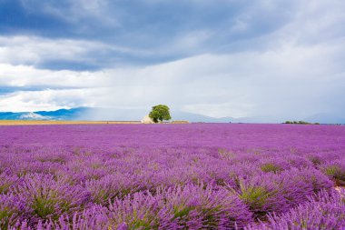 Lavanta alanları yakınında valensole Provence, Fransa.