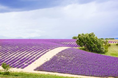 Lavanta alanları yakınında valensole Provence, Fransa.