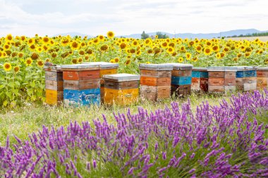 Bee hives on lavender fields, near Valensole, Provence.  clipart