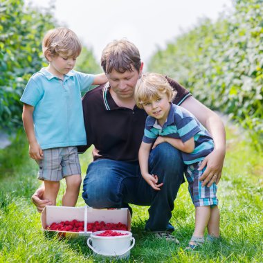 İki küçük ikiz erkek ve babaları kadar organik ahududu üzerinde çocuk