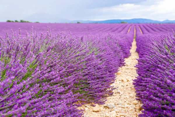 Lavender fields near Valensole in Provence, France. — Stock Photo, Image