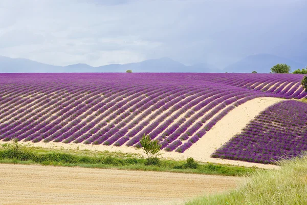 Pola lawendy w pobliżu valensole w provence, Francja. — Zdjęcie stockowe