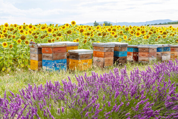 Bee hives on lavender fields, near Valensole, Provence. 