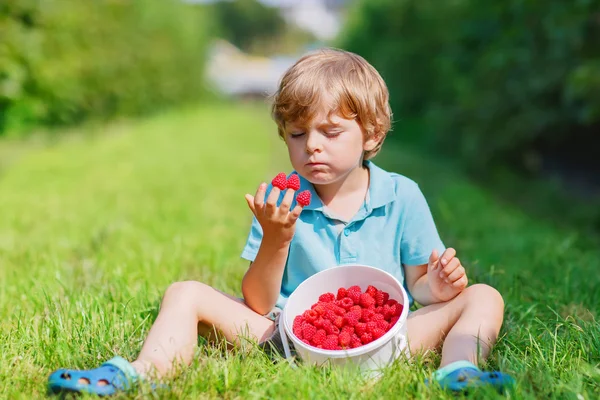 Pequeño chico rubio feliz por su cosecha en la granja de frambuesas —  Fotos de Stock