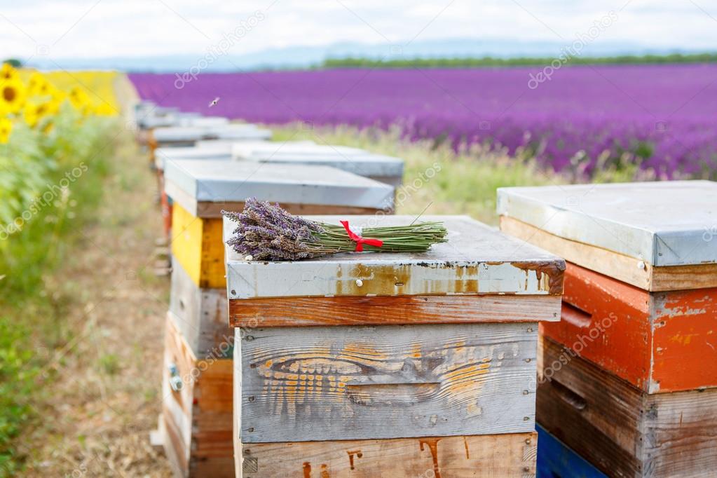 Bee hives on lavender fields, near Valensole, Provence. 