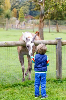 kid boy with glasses feeding lama on an animal farm