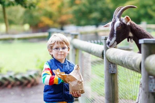 Kid boy with glasses feeding goats on an animal farm — Stock fotografie