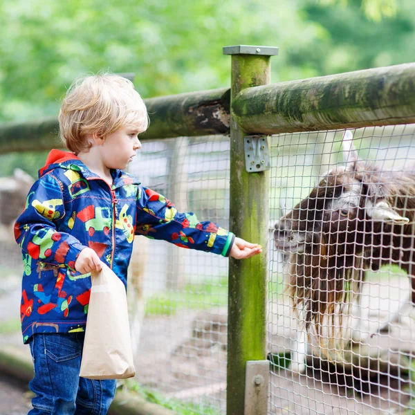 Kid boy  feeding goats on an animal farm — Φωτογραφία Αρχείου