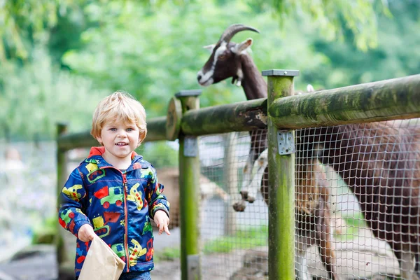 Kid boy feeding goats on an animal farm — Stock fotografie