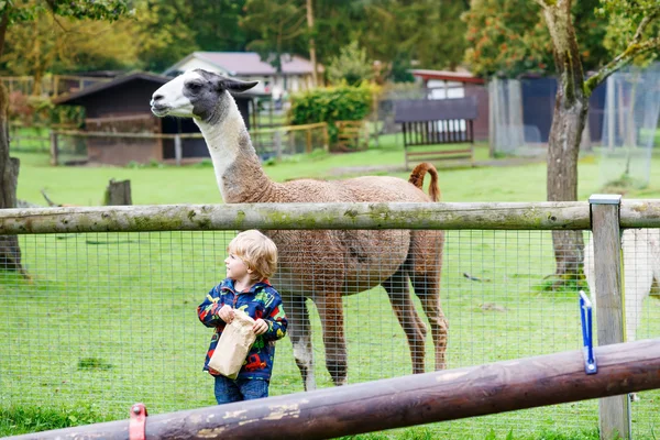 Kid boy with glasses feeding lama on an animal farm — Stockfoto