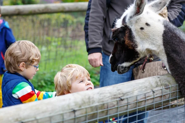 Two little kid boys feeding big lama on an animal farm — Stock fotografie