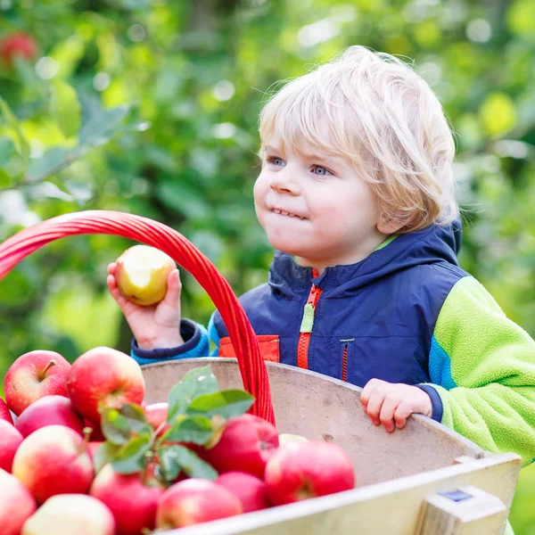 Toddler boy sitting in wooden trolley with red apples — Stock Photo, Image