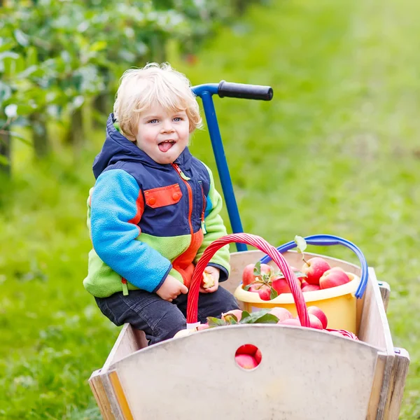 Niño sentado en un carro de madera con manzanas rojas — Foto de Stock