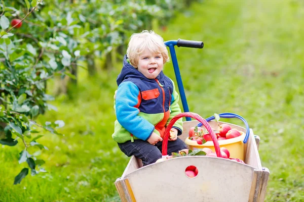 Toddler boy sitting in wooden trolley with red apples — Stock Photo, Image