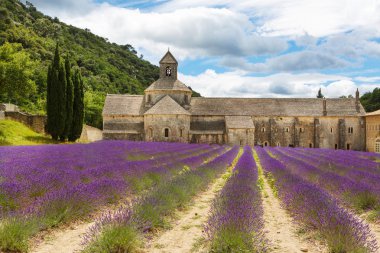 Abbey, senanque ve çiçek açan lavanta çiçekleri satırlar