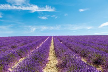 Blossoming lavender fields in Provence, France.
