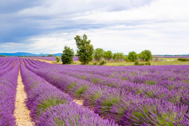 Blossoming lavender fields in Provence, France.