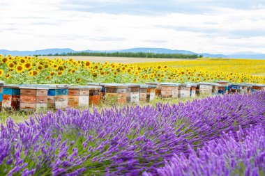 provence yakınındaki valensole, lavanta alanlar üzerinde arı hives. 
