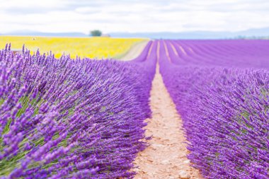 Çiçek açması lavanta ve ayçiçeği alanlarında Provence, Fransa.