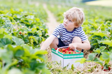 Çiftlikte, açık havada çilek toplama küçük çocuk çocuk.