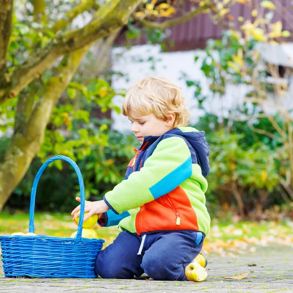 Två söta små pojkar skörda äpplen i hemmets trädgård — Stockfoto