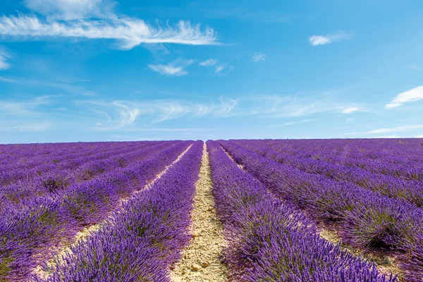 Blühende Lavendelfelder in der Provence, Frankreich. — Stockfoto