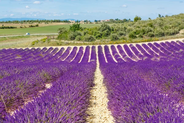 Blossoming lavender fields in Provence, France. — ストック写真