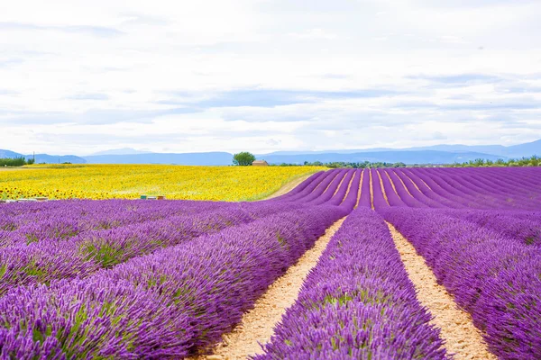 Blossoming lavender and sunflower fields in Provence, France. — Stock Photo, Image